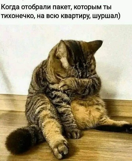 кот