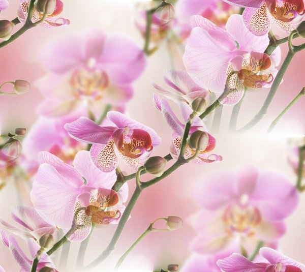 0_bd17c_77ada638_XL--32 БЕСШОВН