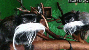 funny-gifs-tamiran-bros