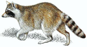 енот-полоскун