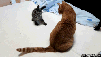 коты играют