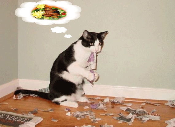 cat_chicken