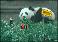 tumblr_lsh266VRfn1qdlh1io1_250_yapfiles