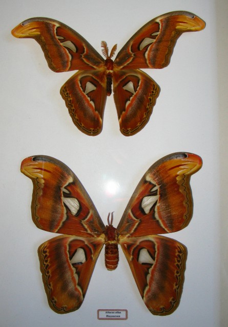 Attacus_atlas_2022