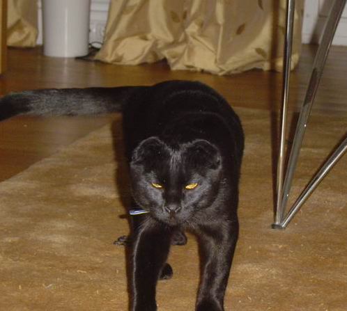 8f77147e3bcf581571bfaa7ec25fa0e5