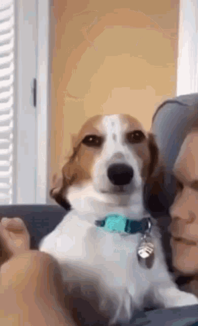 smiling-dog-meme-smiling-dog