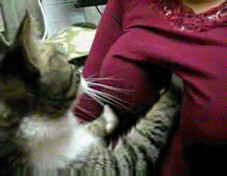 котэ и сиськи