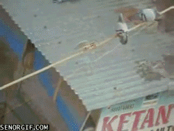 Белка и голуби