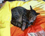 Tonto vs The Tailb~1