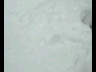 Elaine burrows in snowc