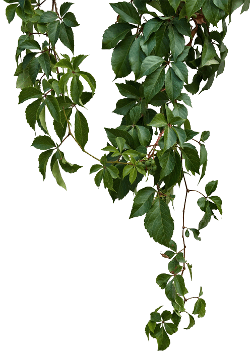 pngwing.com (3) (1)