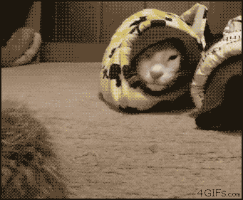 Sleeve_cat