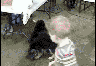 funnyanimalgifswhenpuppiesattack