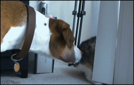 Cat_smacksup_dog
