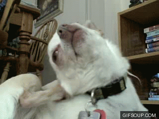 1321259648_gifs_05[1]