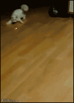 Cat-chases-laser-pointer