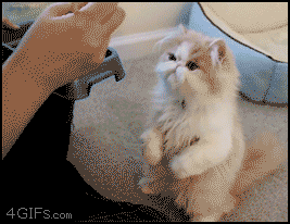 Cat_chopsticks