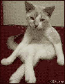 Civilized_kitten