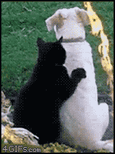 Cat-massages-dog