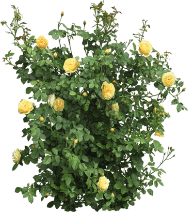 png-transparent-shrub-rose-flower-rose (3)