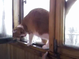 Кот-акробат