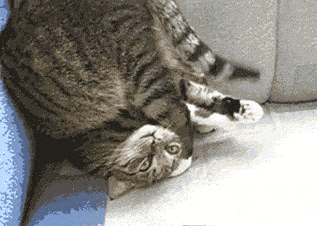 tumblr_lvohf3HJSD1qjvsoxo1_400