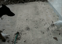 1323078900_gifs_03