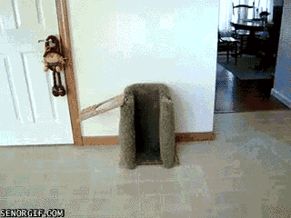funny-gifs-doggy-has-table-manners