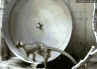 funny-gifs-lazy-fossa