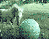 Horse+v+obi+wan_1729f3_1076187