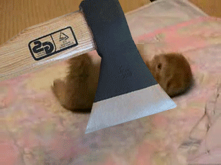 funny-animal-gifs-ninja-kitty