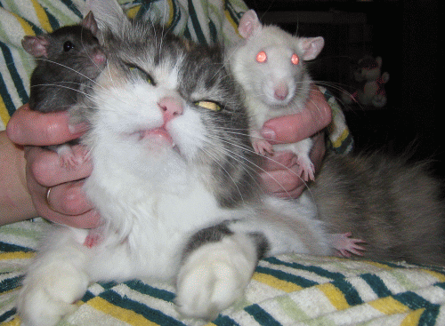 мася-феся-мотя