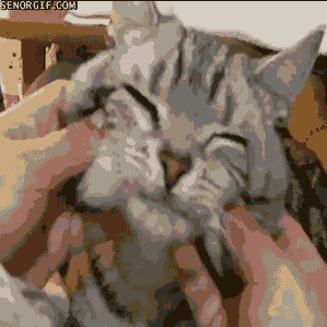funnygifsputtycat