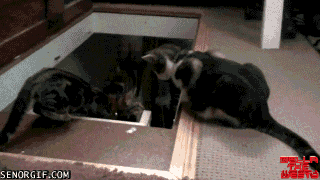 funny-gifs-here-have-some-fun
