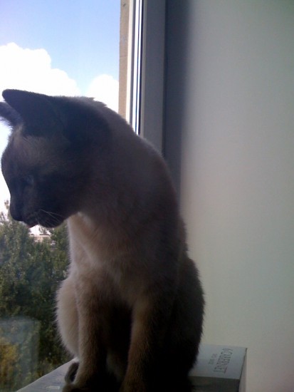 Ан Фин Сон Ча