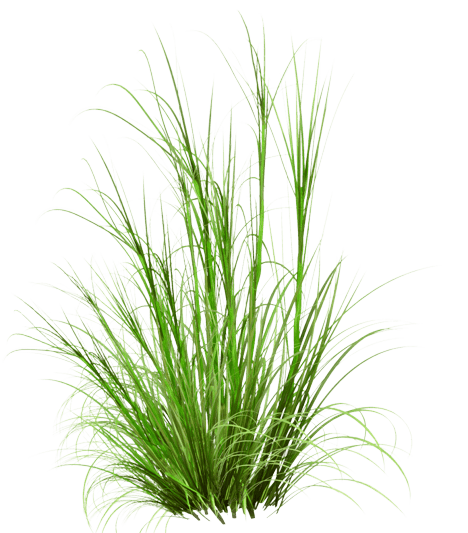 1614586825-50-p-trava-na-belom-fone-106-removebg-preview (1)