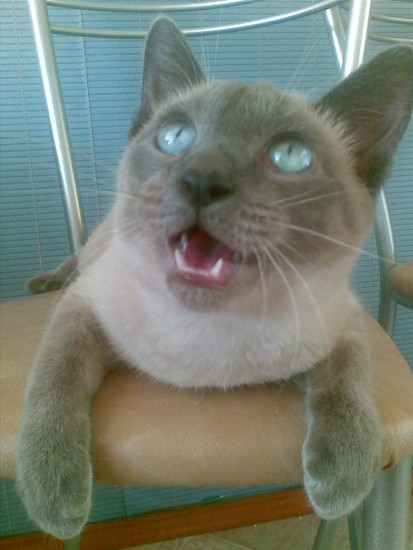 Ан Фин Сон Ча