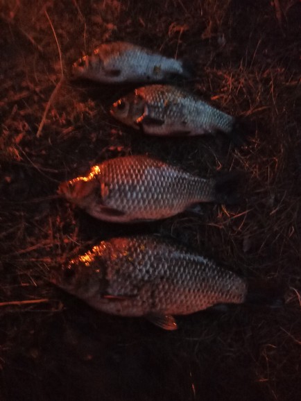 Вот такие карасики