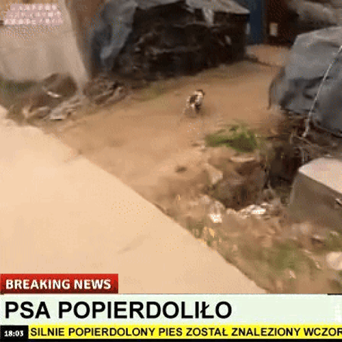 Пса попердолило