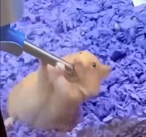 хомяк сосет