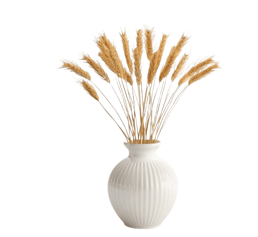 _12-07-2025_025400-removebg-preview