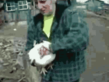 Писдетц курачке