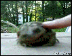 Frog-tickled-feels-good-man