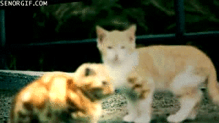 funny-gifs-hide-everyone-from-this