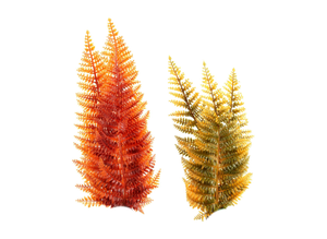 1672204733_33-pic2-club-p-vodorosli-bez-fona-47 (3)