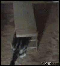 Cat-trap-stairs-box