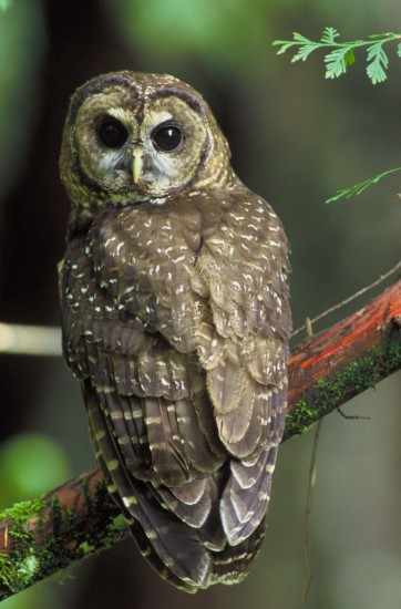 Northern_Spotted_Owl.USFWS-thumb