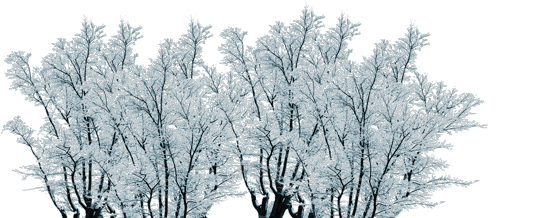 -деревья-ФШ