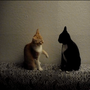 коты-бокс-гифки-песочница-104344