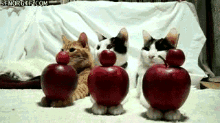 1329288055_funny-gifs-fruit-guardians-fail